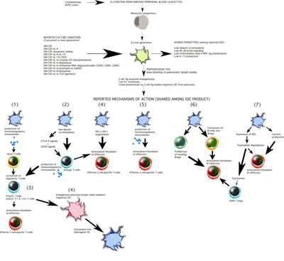 Tolerogenic dendritic cells in type 1 diabetes: no longer a concept